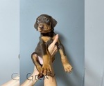 Puppy 5 Doberman Pinscher