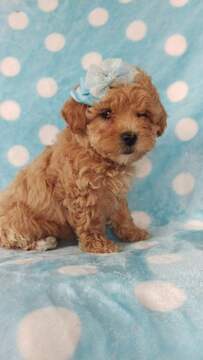 Medium Photo #3 Lhasa-Poo Puppy For Sale in LANCASTER, PA, USA