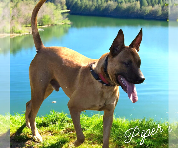Medium Photo #1 Mutt Puppy For Sale in LOGANVILLE, GA, USA