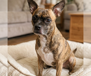 Boston Terrier-Unknown Mix Dogs for adoption in Vail, AZ, USA