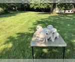 Small #1 Great Pyrenees