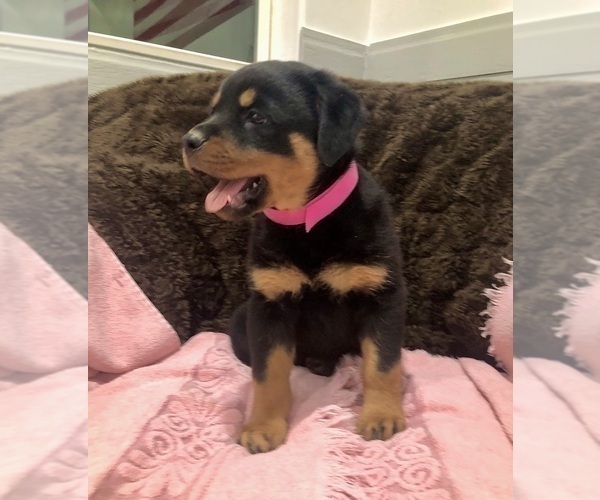 Medium Photo #17 Rottweiler Puppy For Sale in BRIGHTON, CO, USA