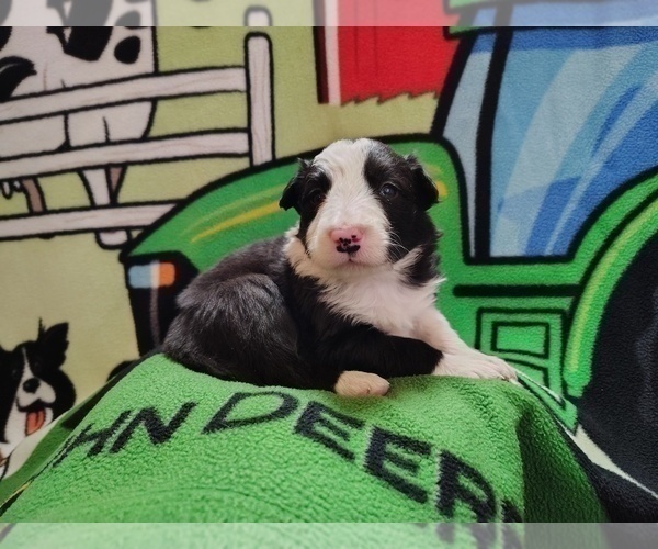 Medium Photo #21 Border Collie Puppy For Sale in NORBORNE, MO, USA