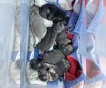 Small Photo #5 French Bulldog Puppy For Sale in STKN, CA, USA