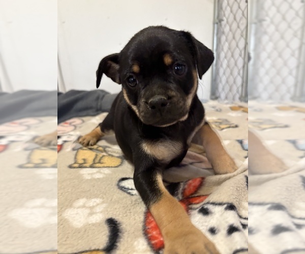 Medium Photo #6 Carlin Pinscher Puppy For Sale in COBB, WI, USA