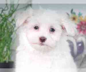 Maltese Dog for Adoption in MOUNT VERNON, Ohio USA