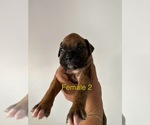 Small #2 Boxer