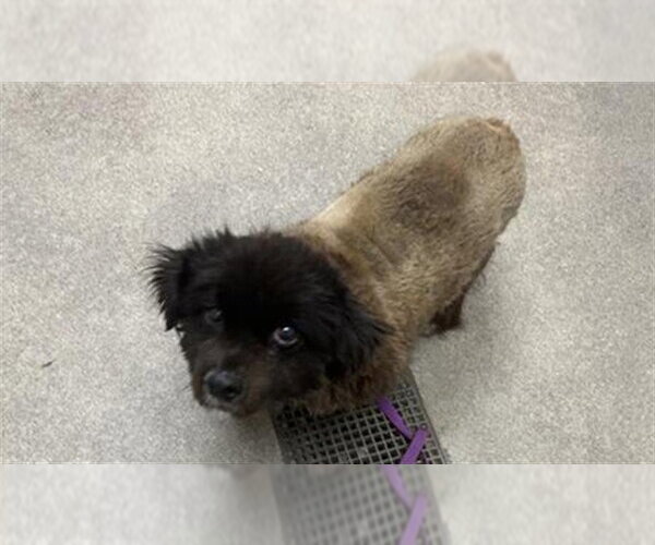 Medium Photo #1 Pomeranian-Unknown Mix Puppy For Sale in HESPERIA, CA, USA