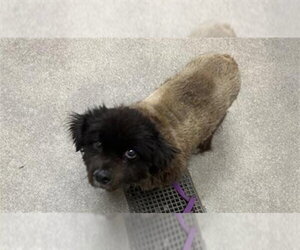 Pomeranian-Unknown Mix Dogs for adoption in HESPERIA, CA, USA