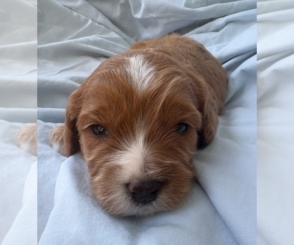 Medium Photo #34 Cavapoo Puppy For Sale in PENSACOLA, FL, USA