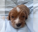 Small Photo #34 Cavapoo Puppy For Sale in PENSACOLA, FL, USA