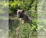 Small #4 German Malinois