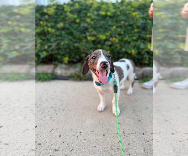 Medium Photo #3 Australian Shepherd-Unknown Mix Puppy For Sale in pomfret, CT, USA