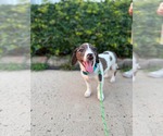 Small #2 Australian Shepherd Mix