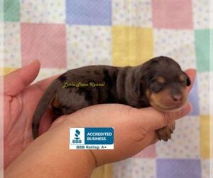 Dachshund Puppy for sale in WINNSBORO, LA, USA