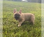 Image preview for Ad Listing. Nickname: Male Frenchie