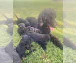 Small Photo #1 Poodle (Standard) Puppy For Sale in HUMBLE, TX, USA