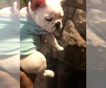Small Photo #9 French Bulldog Puppy For Sale in READING, PA, USA