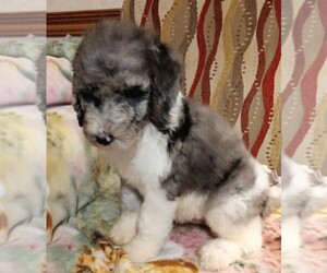 Poodle (Standard) Puppy for sale in DEFUNIAK SPGS, FL, USA