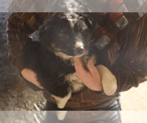 Australian Shepherd Puppy for sale in LISBON, OH, USA