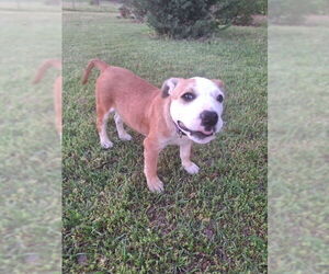 Bulldog-Unknown Mix Dogs for adoption in Tarrytown, GA, USA