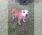 Small Bulldog Mix