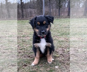 Australian Shepherd Puppy for sale in FORD CITY, PA, USA