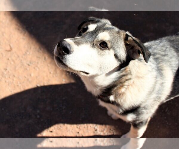 Medium Photo #3 Siberian Husky-Unknown Mix Puppy For Sale in Cedar Crest, NM, USA