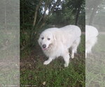 Small #3 Great Pyrenees