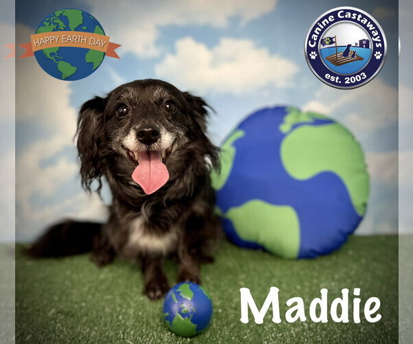 Medium Photo #2 Dachshund-Unknown Mix Puppy For Sale in Arcadia, FL, USA