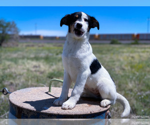 Australian Shepherd-Mutt Mix Dogs for adoption in ENGLEWOOD, CO, USA