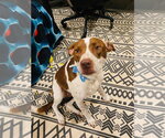 Small Photo #3 Pointer-Unknown Mix Puppy For Sale in Claremore, OK, USA