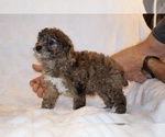 Small #2 Poodle (Toy)