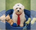 Small Maltese