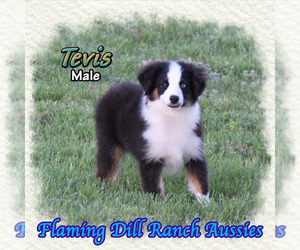 Miniature Australian Shepherd Puppy for sale in FORESTBURG, TX, USA