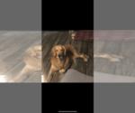 Small Photo #1 Golden Retriever Puppy For Sale in SOUTHPORT, NC, USA