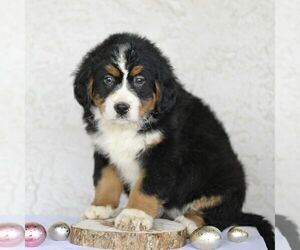 Bernese Mountain Dog Puppy for Sale in ATGLEN, Pennsylvania USA