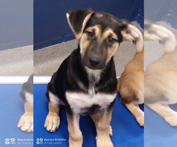 Medium Photo #1 Mutt Puppy For Sale in Sterling, MA, USA