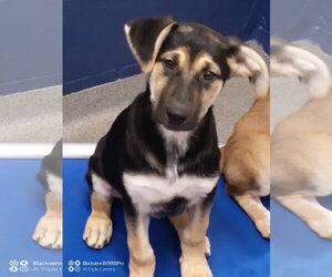 Mutt Dogs for adoption in Sterling, MA, USA