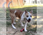 Small Photo #2 Bulldog-Unknown Mix Puppy For Sale in Wetumpka, AL, USA