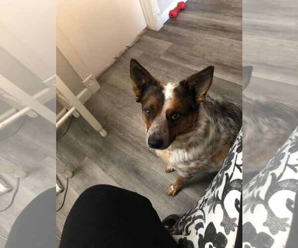 Medium Photo #3 Red Heeler-Unknown Mix Puppy For Sale in Chandler, AZ, USA