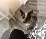 Small #2 Red Heeler Mix