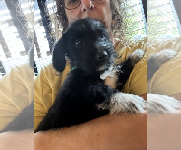 Medium Photo #5 Dachshund-Unknown Mix Puppy For Sale in Holly Springs, NC, USA