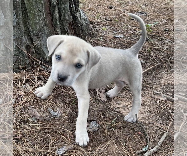 Medium Photo #3 Labrador Retriever-Unknown Mix Puppy For Sale in Rockaway, NJ, USA