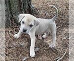 Small #2 Labrador Retriever Mix