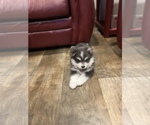 Pomsky Puppy for sale in PITTSBURGH, PA, USA