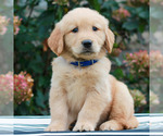 Milo - Male Golden Retriever Puppy for Sale - Small photo