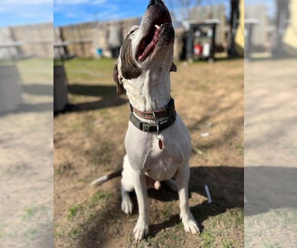 Medium Photo #6 Bluetick Coonhound-Unknown Mix Puppy For Sale in Austin, TX, USA