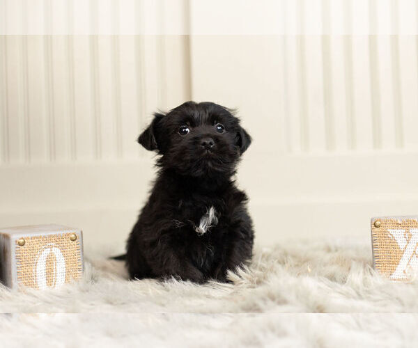 Medium Photo #8 YorkiePoo Puppy For Sale in WARSAW, IN, USA