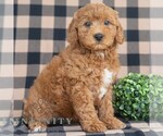 Small Goldendoodle (Miniature)